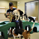 How to Choose the Right Daycare for Your Pet