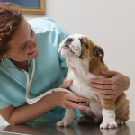 Tips to Prepare Your Dog for the First Veterinary Visit