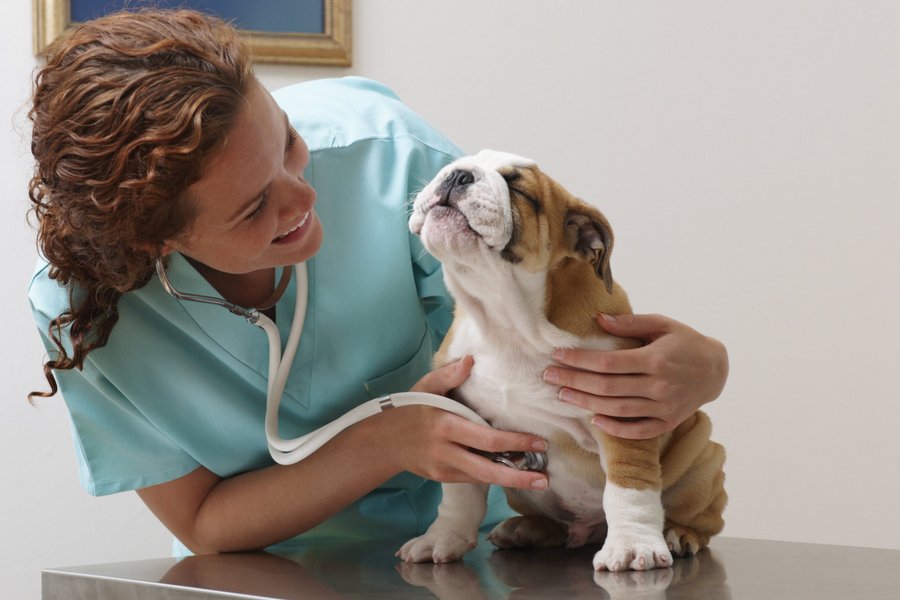 Tips to Prepare Your Dog for the First Veterinary Visit